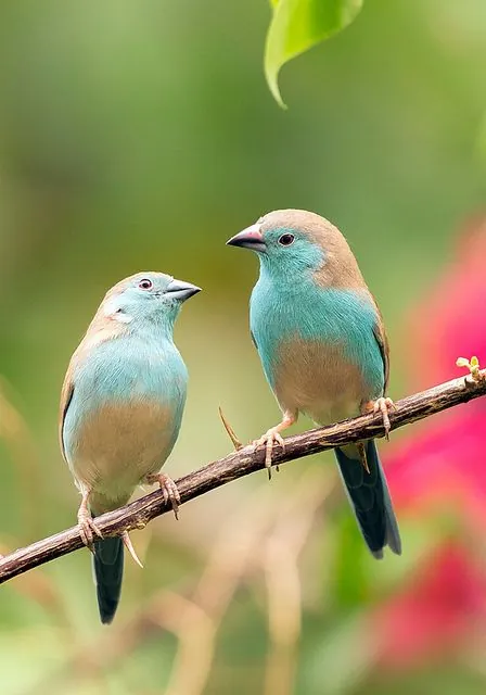 Birdwatching along the Zambezi